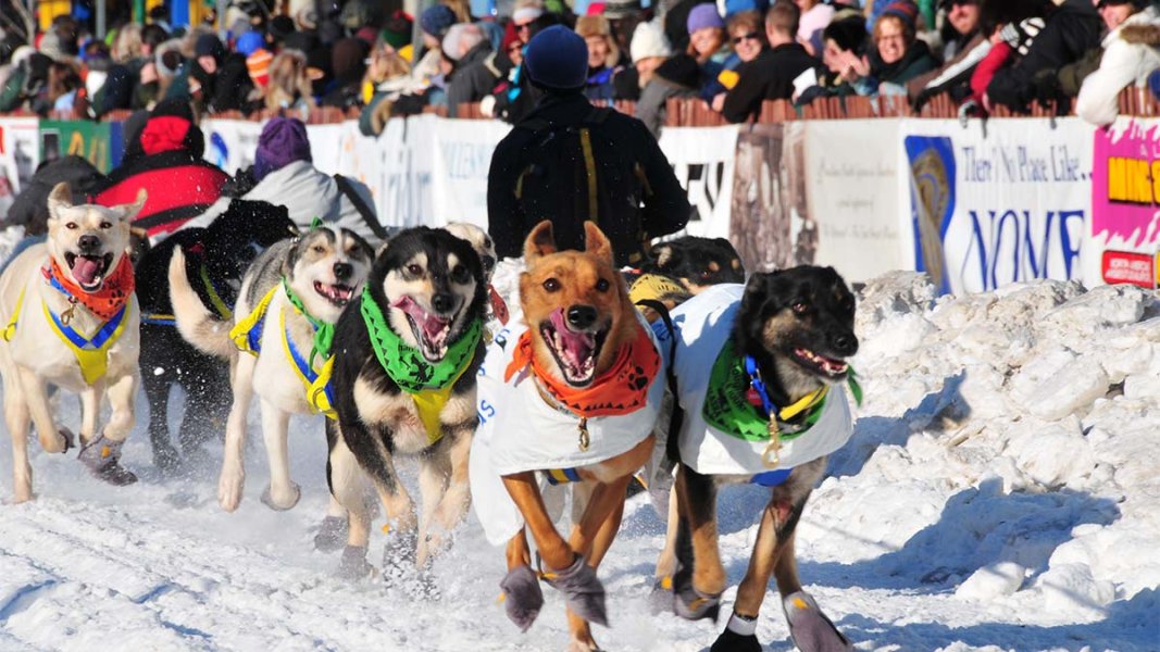 Group of dogs wearing coats and paw gloves during race through snow with spectators watching,