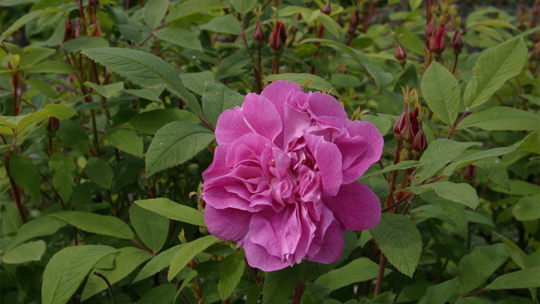 One bright pink flower with numerous other buds surrounded by green leaves.