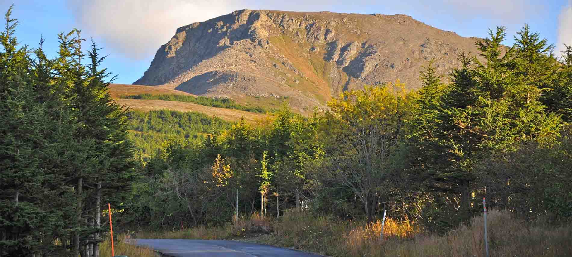 Bare mountain on right along paved road surrounded by tall evergreen trees and golden bushes.