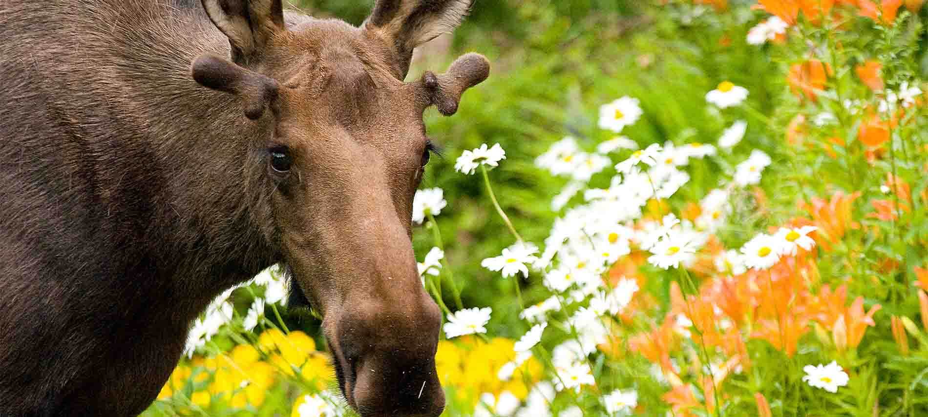 Moose eating daisies and other flowers  while being photographed.